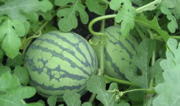 盐城吃瓜爆料视频大全集,视频大全集精彩瞬间回顾